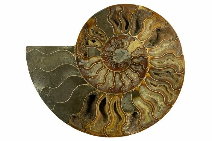 Cut & Polished Ammonite Fossil (Half) - Madagascar #317854